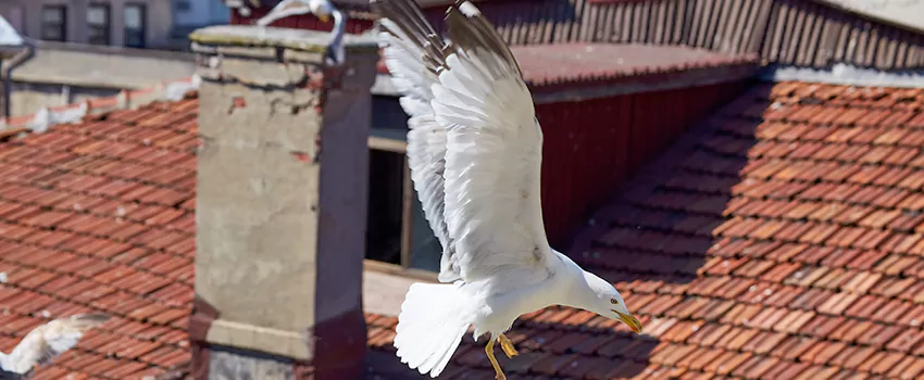 Residential Chimney Animal Removal Solution in Maywood, IL